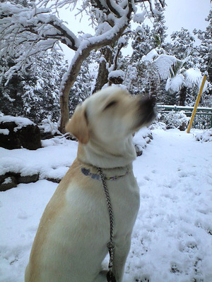 雪大好きな犬